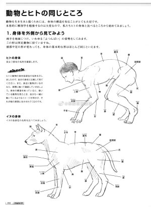 骨骼结构