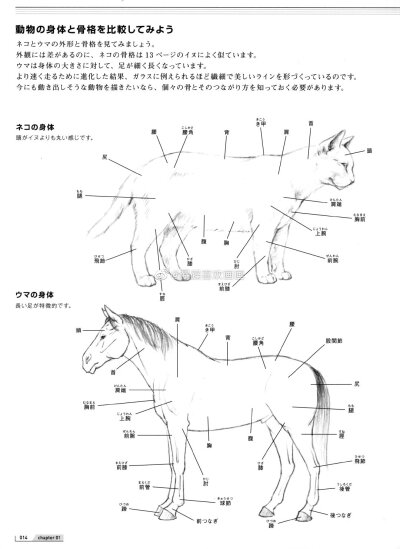 骨骼结构