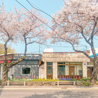 “我在春日里等你 樱花盛开 风和日丽” ​IG:hello_dongwon ​​​