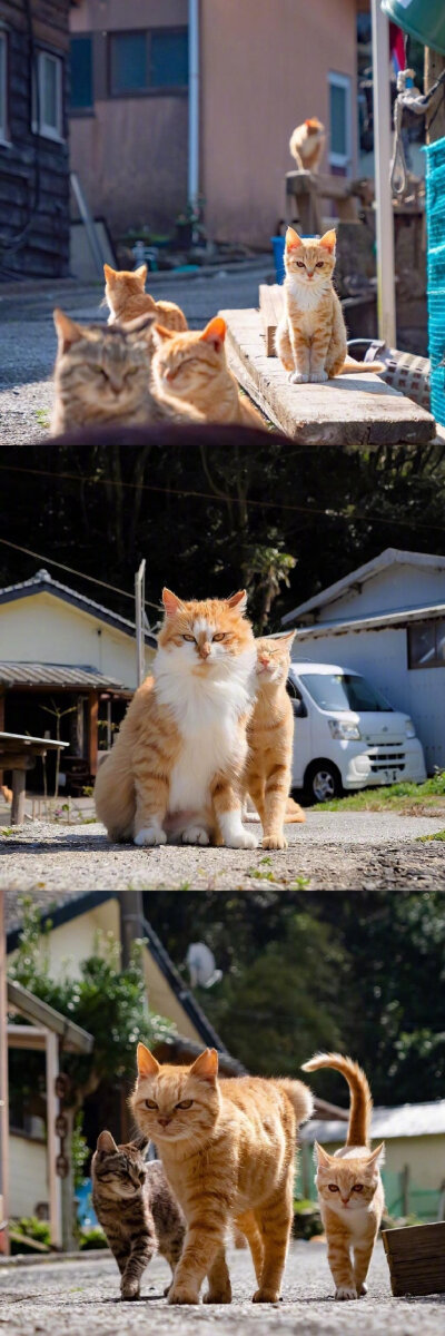 日本猫岛上的霸气猫大佬们，走出了热血高校的感觉。