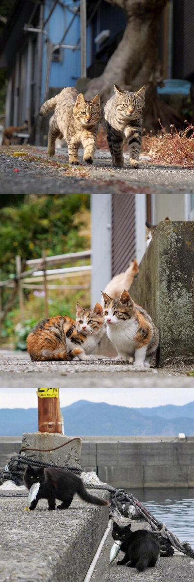 日本猫岛上的霸气猫大佬们，走出了热血高校的感觉。