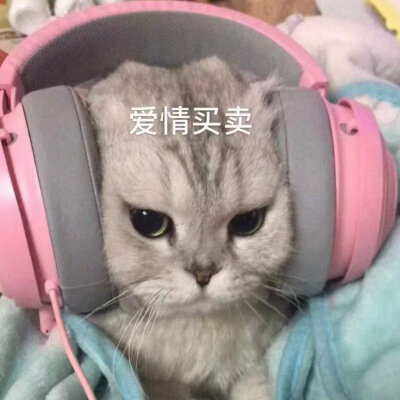 萌宠头像可爱猫咪狗狗头像