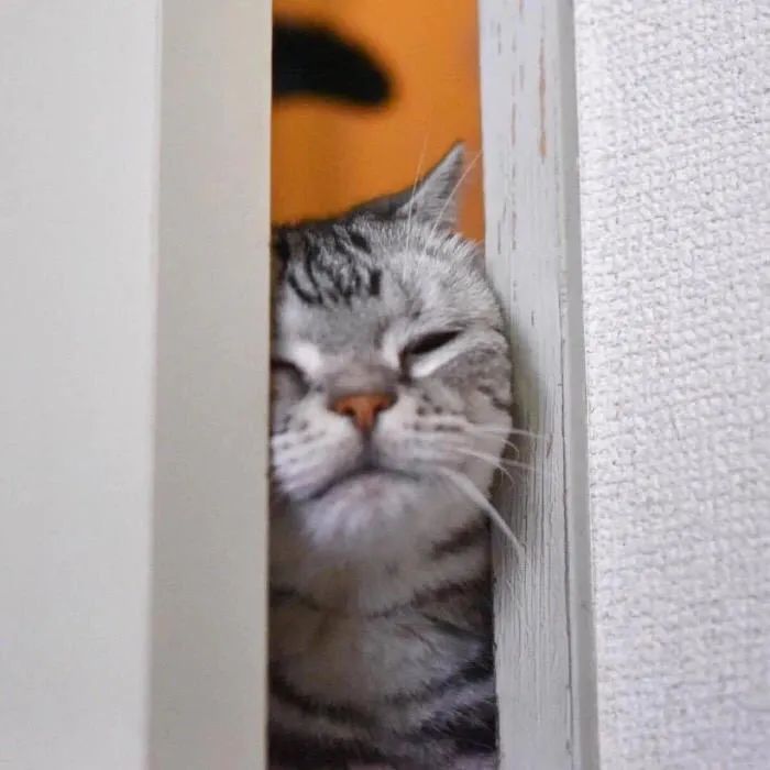 沙雕猫咪头像可爱