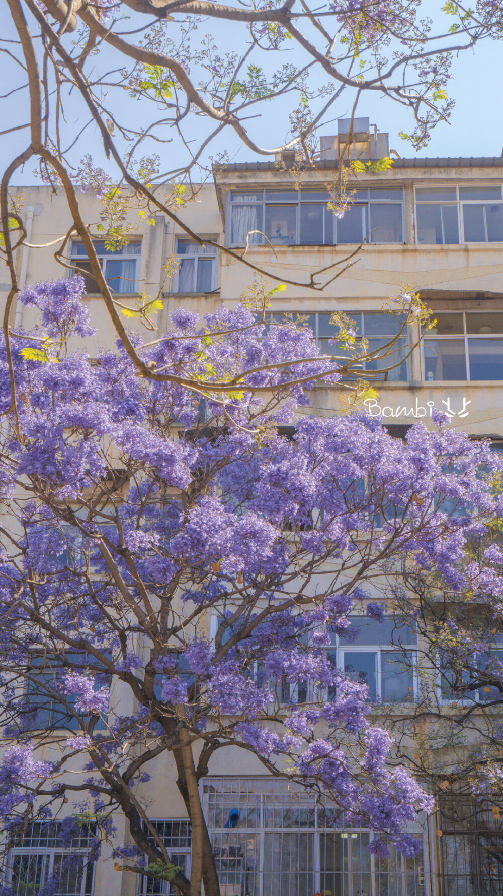 蓝花楹