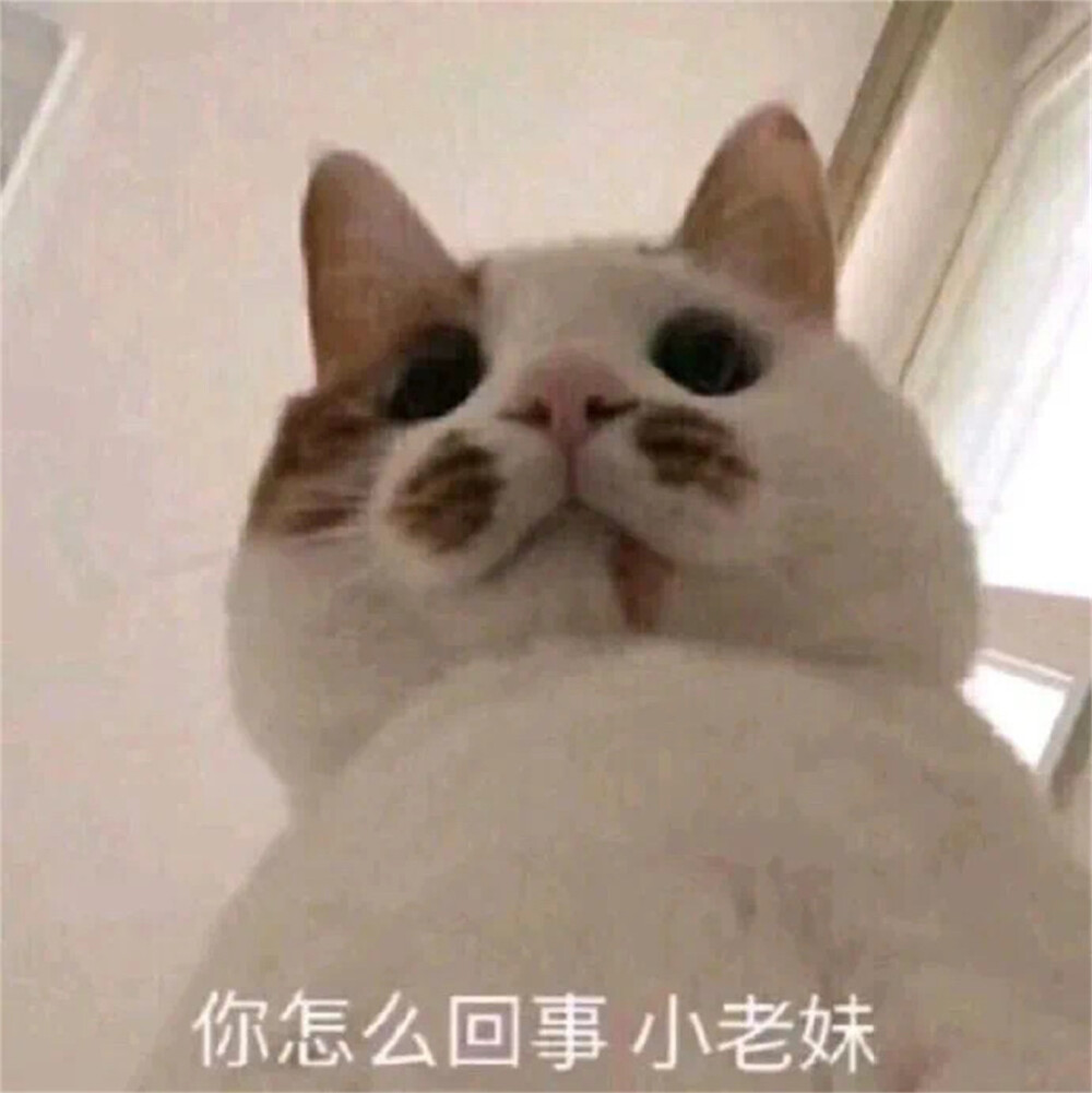 猫表情包 你怎么回事小老妹