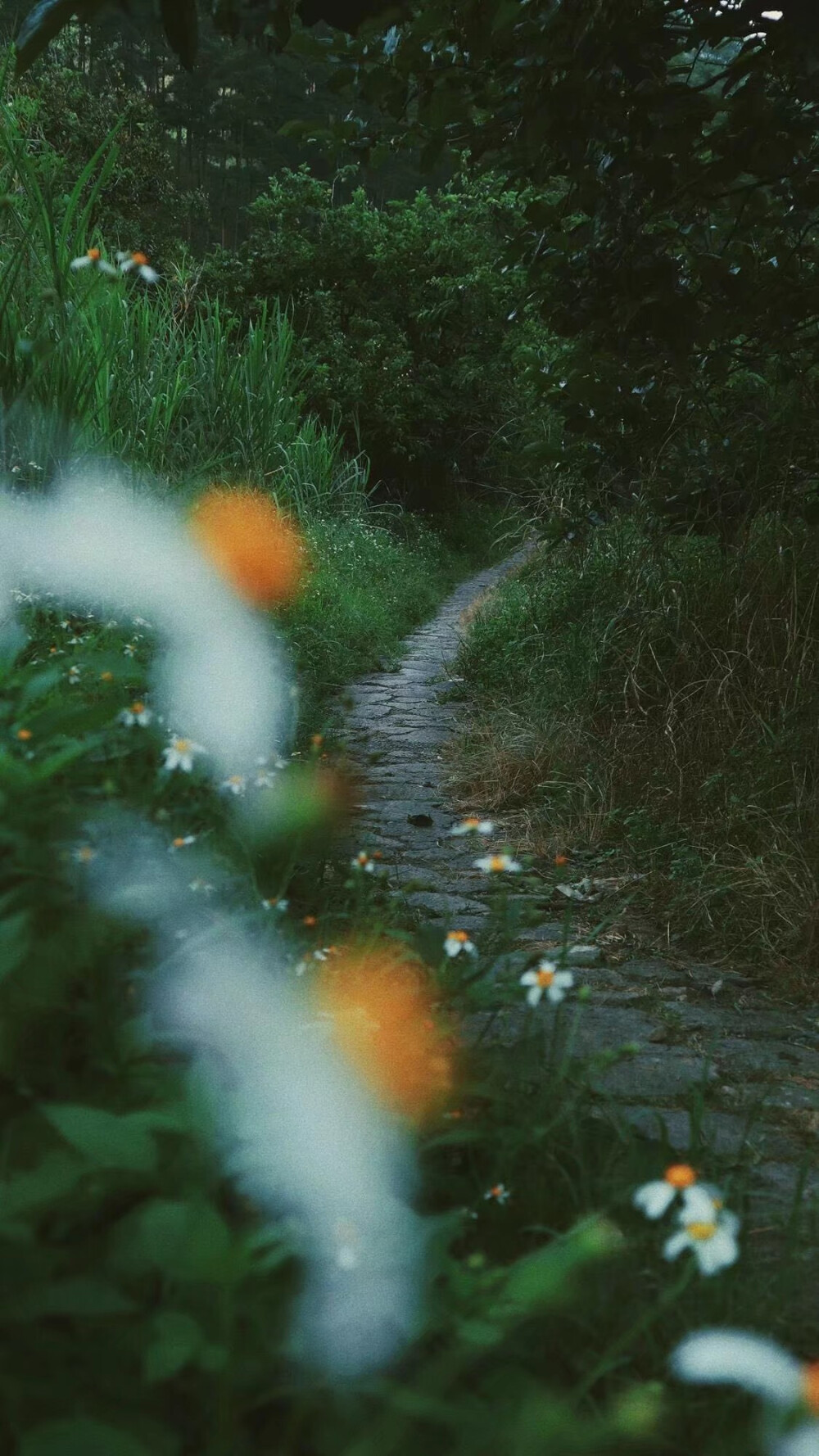 小雏菊壁纸 第四弹