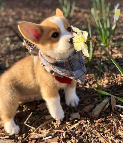 花花的味道