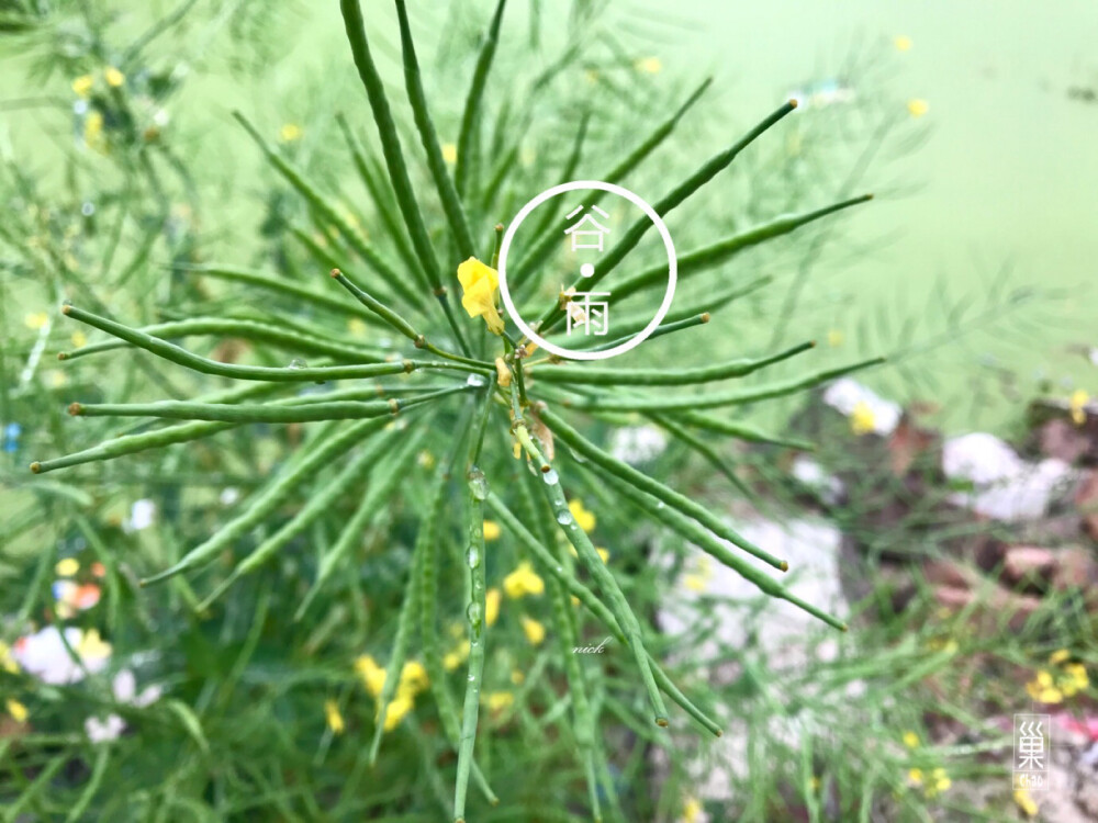 记录节气•谷雨