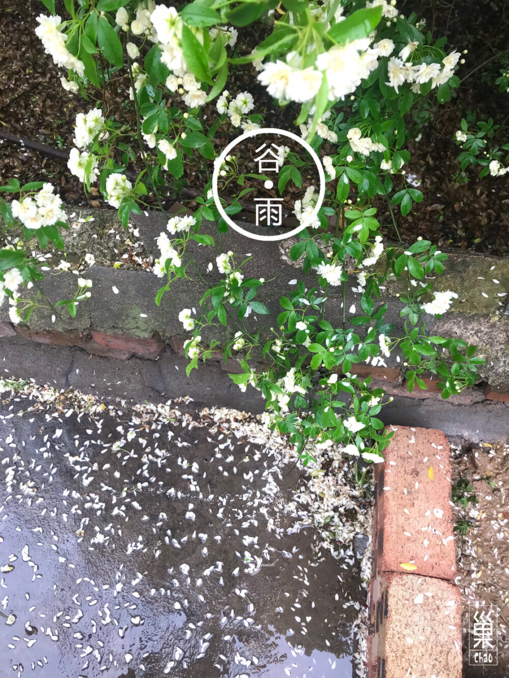 记录节气•谷雨