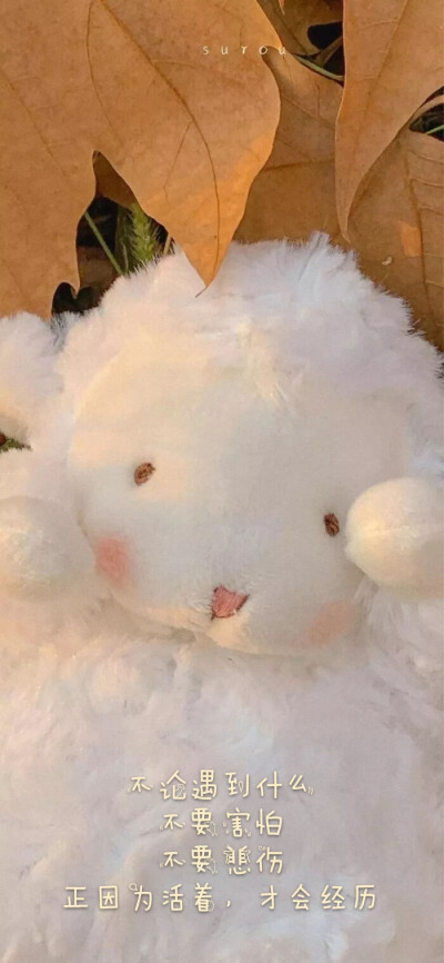 可爱小绵羊壁纸