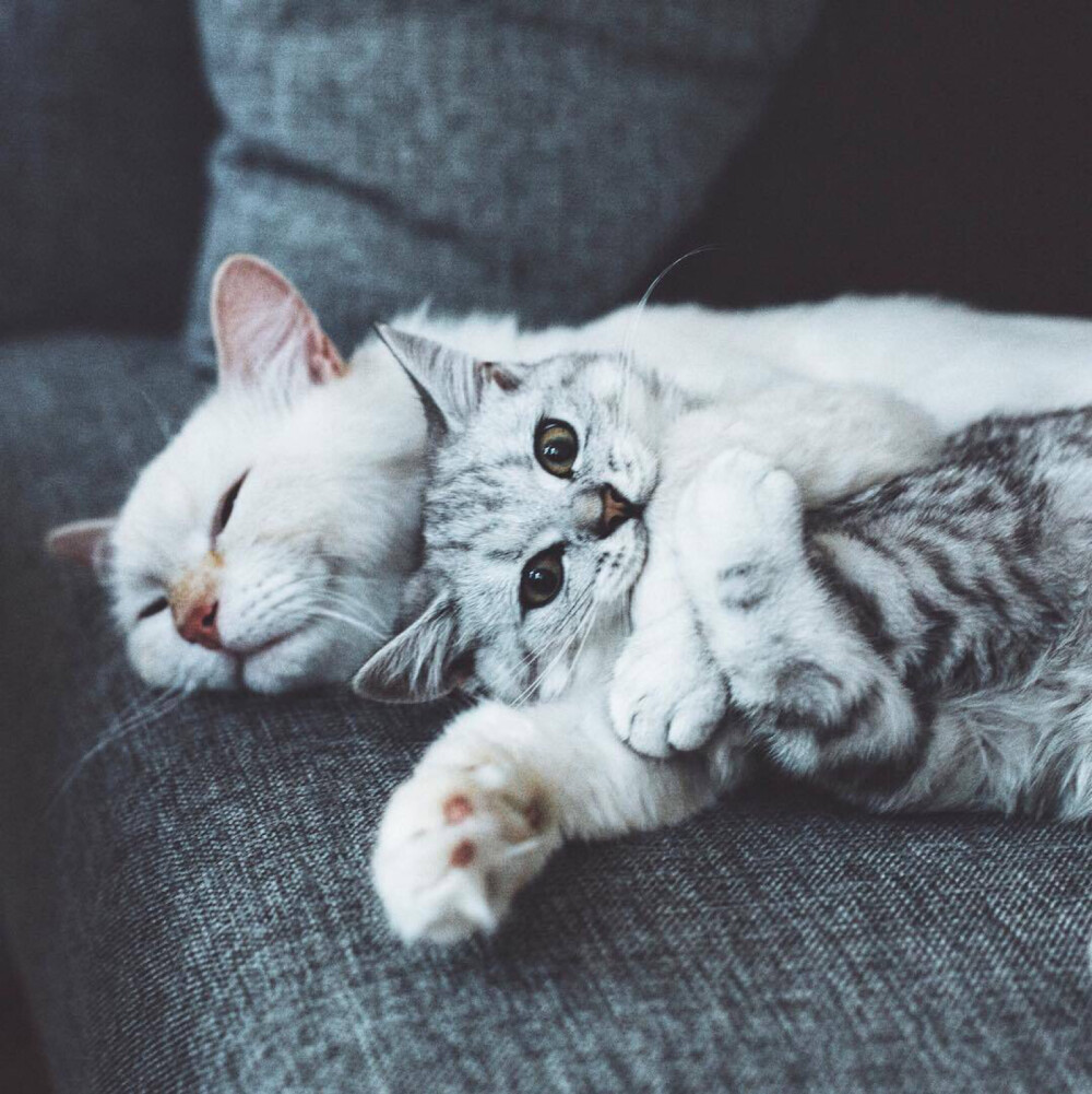 ins猫咪头像
