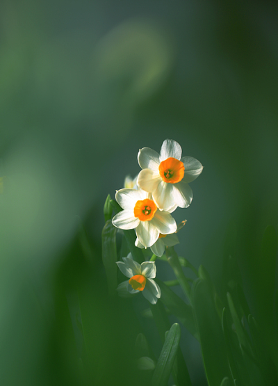 水仙花