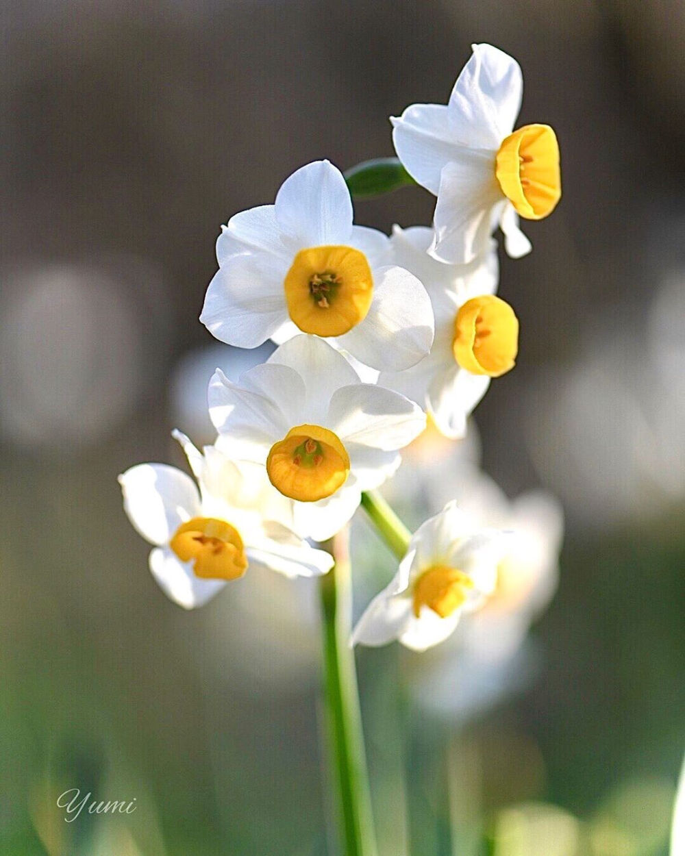 水仙花