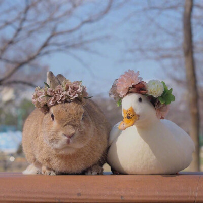 兔子和鸭