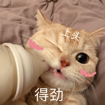 来自围脖：橘猫沙梨Sally