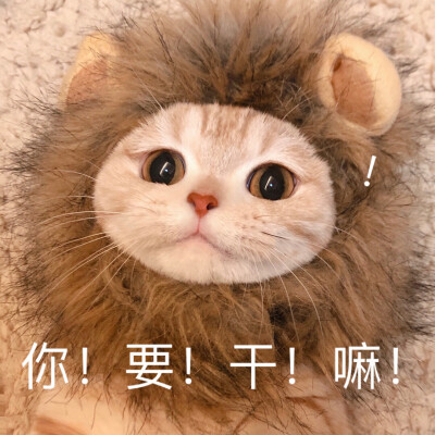 来自围脖：橘猫沙梨Sally