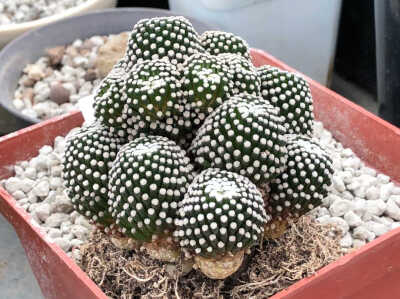 松针牡丹 mammillaria luethyi