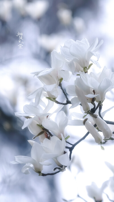 Cr: 烟波里的海棠
艺术不易，请尊重作者，禁去水印