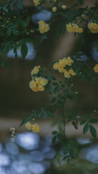 Cr: 烟波里的海棠
艺术不易，请尊重作者，禁去水印