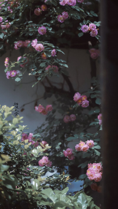 Cr: 烟波里的海棠
艺术不易，请尊重作者，禁去水印