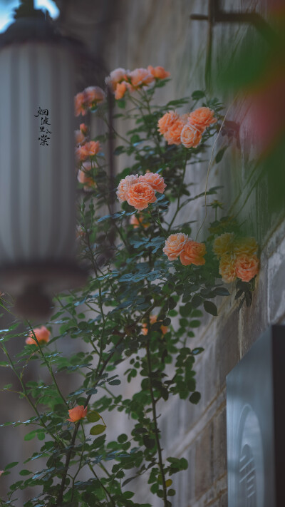 Cr: 烟波里的海棠
艺术不易，请尊重作者，禁去水印