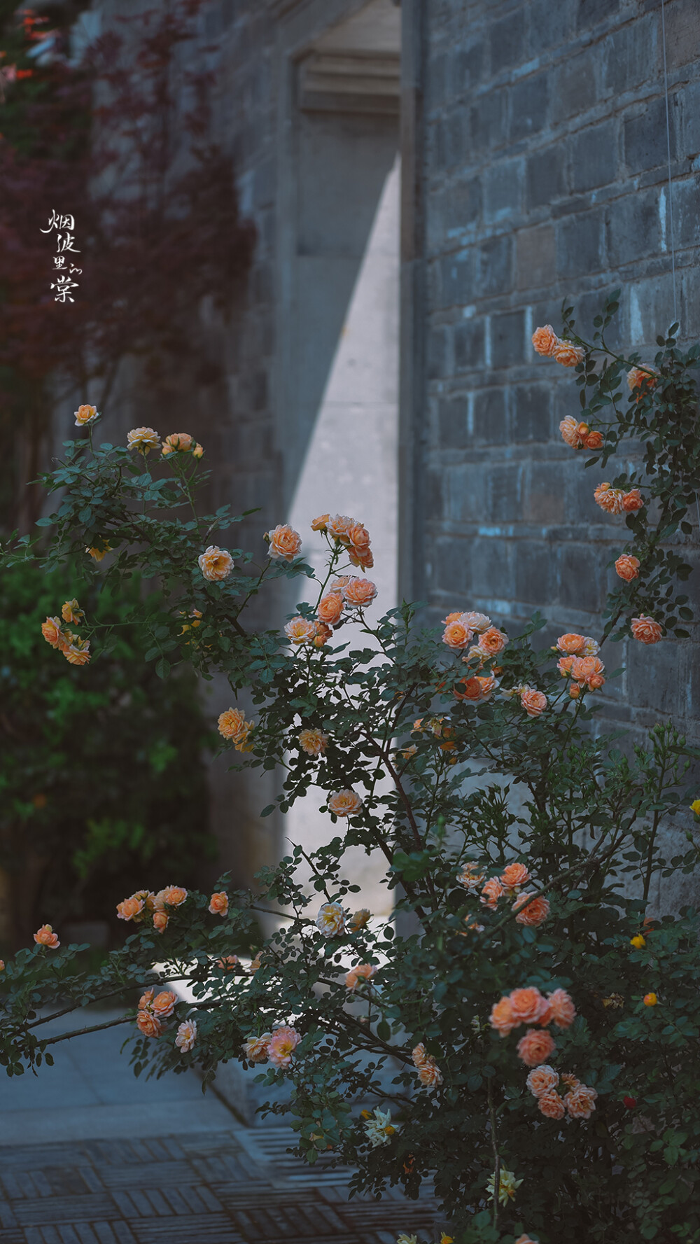 Cr: 烟波里的海棠
艺术不易，请尊重作者，禁去水印