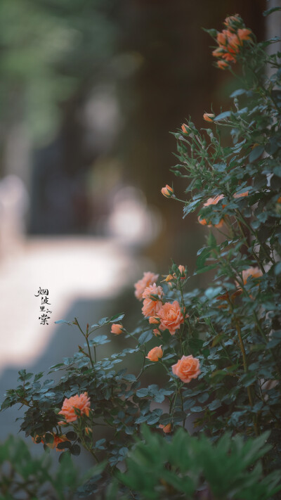 Cr: 烟波里的海棠
艺术不易，请尊重作者，禁去水印