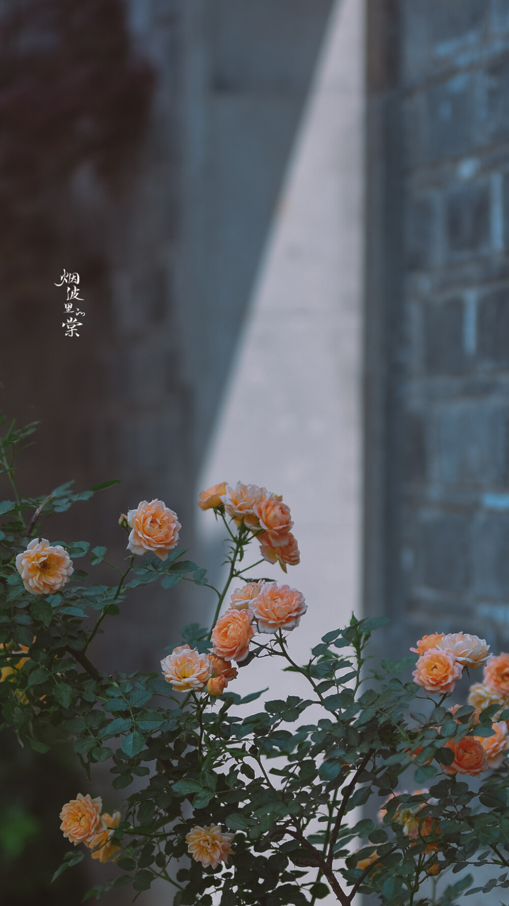 Cr: 烟波里的海棠
艺术不易，请尊重作者，禁去水印