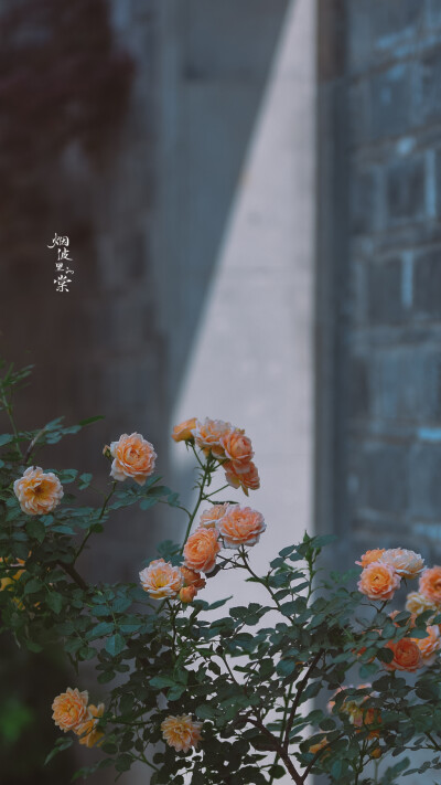 Cr: 烟波里的海棠
艺术不易，请尊重作者，禁去水印