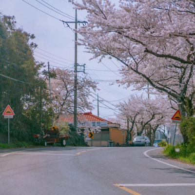 好看的樱花图片#夏天#樱花