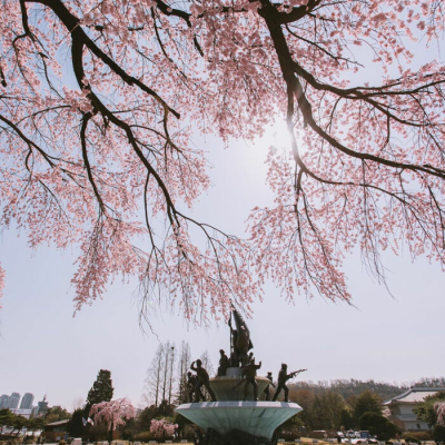 好看的樱花图片#夏天#樱花