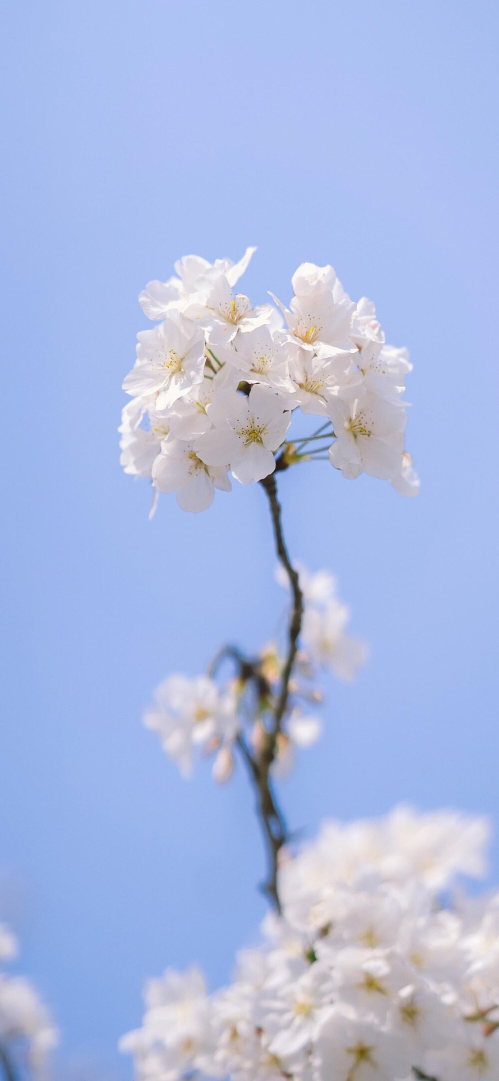 花摄影壁纸