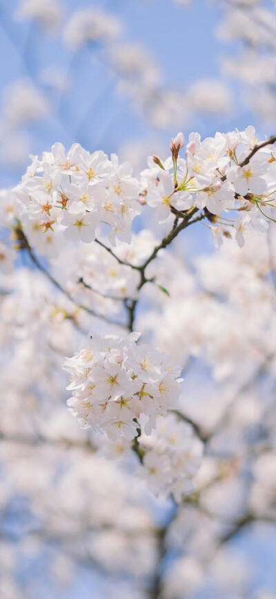 花摄影壁纸