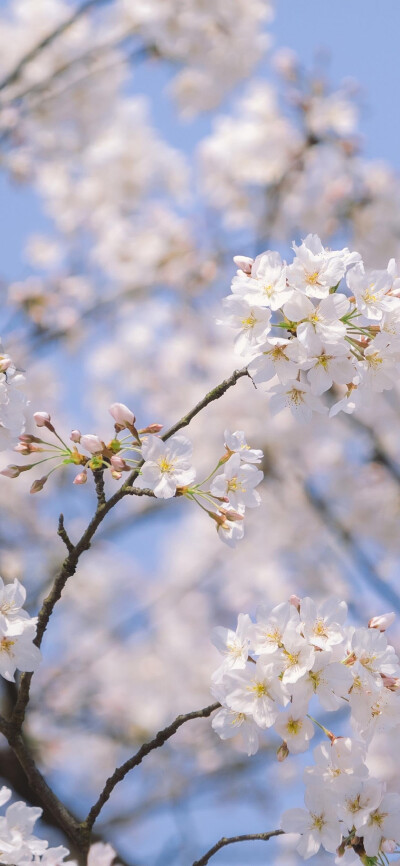 花摄影壁纸