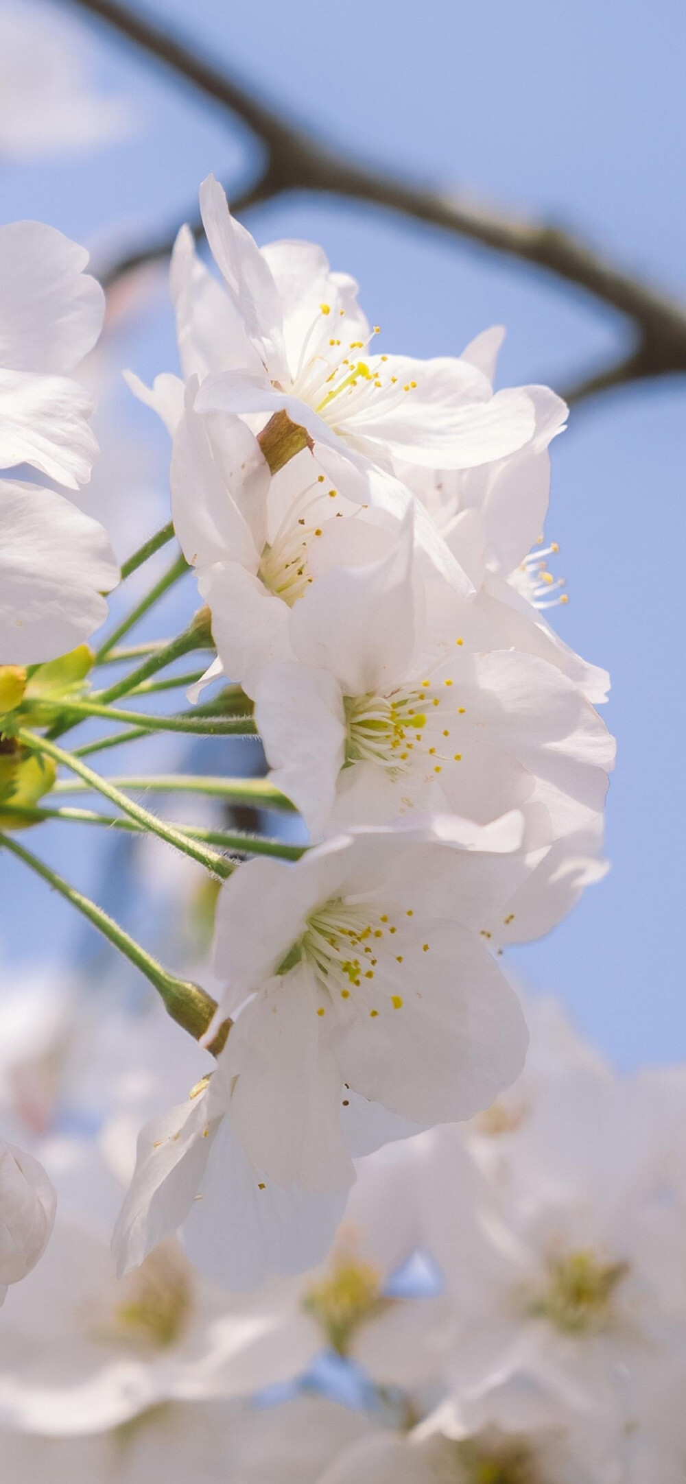 花摄影壁纸