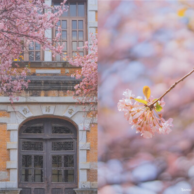 春城何处不飞花
摄影@-阿鹿--
#VSCO##莫负好春光##春日景色摄影大赛# ​