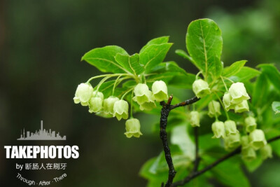 毛叶吊钟花