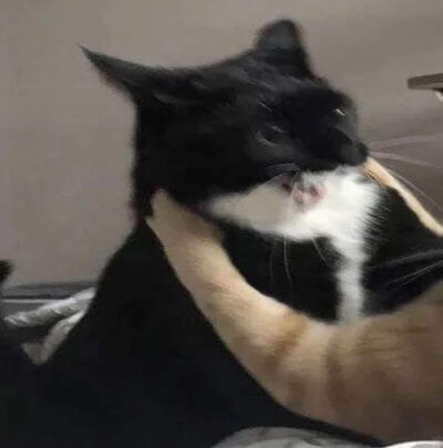 搞怪情头猫咪