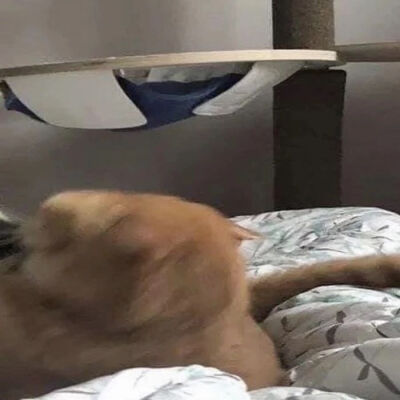 搞怪情头猫咪