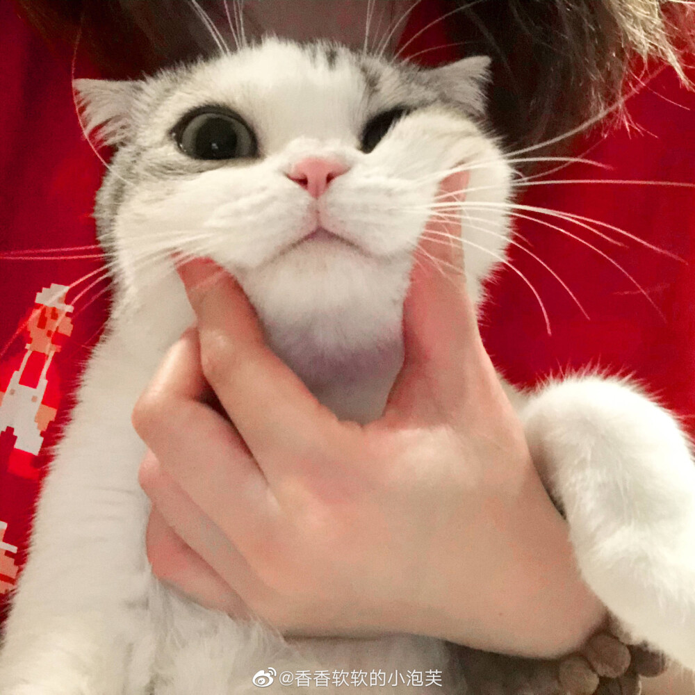 小泡芙 微博 猫咪头像 可爱
