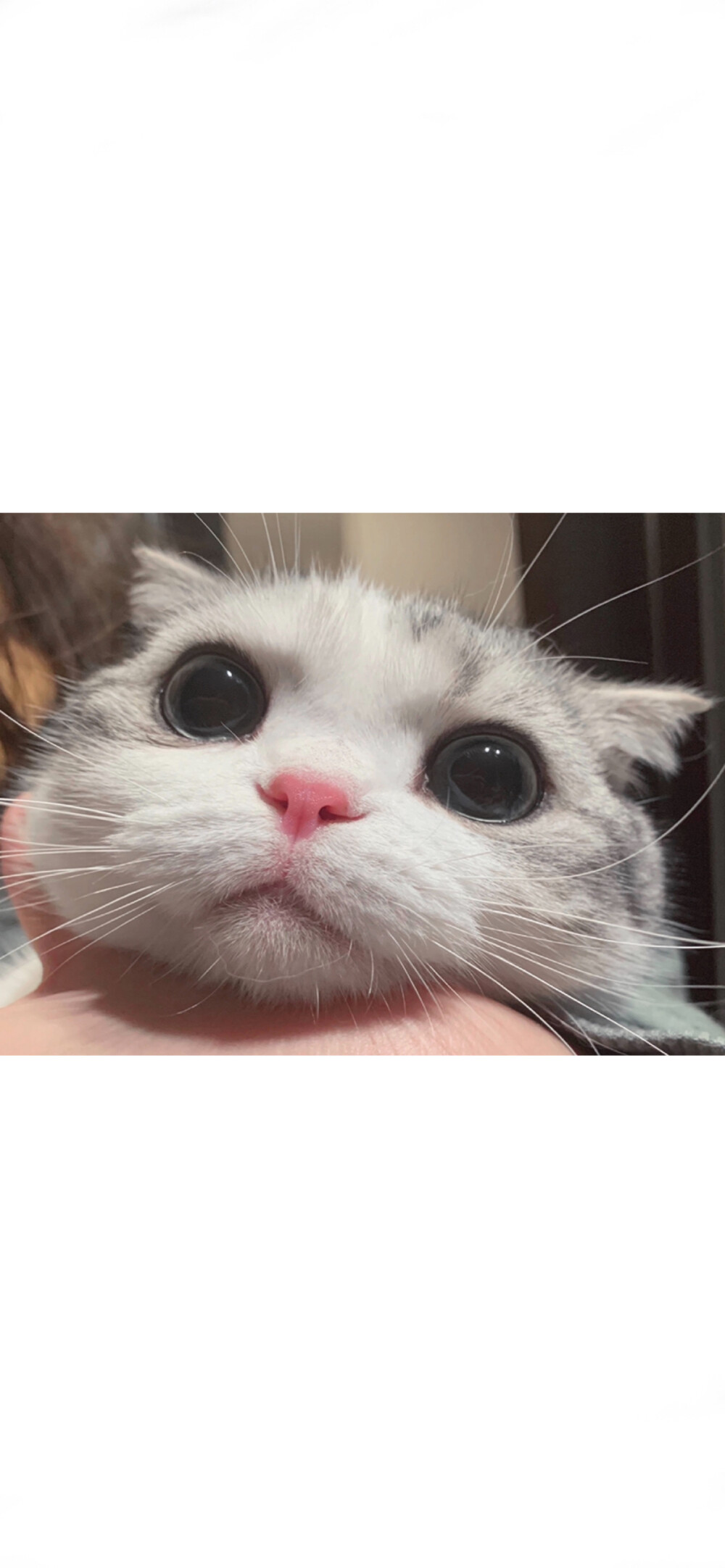 小猫咪王泡芙的图片图片