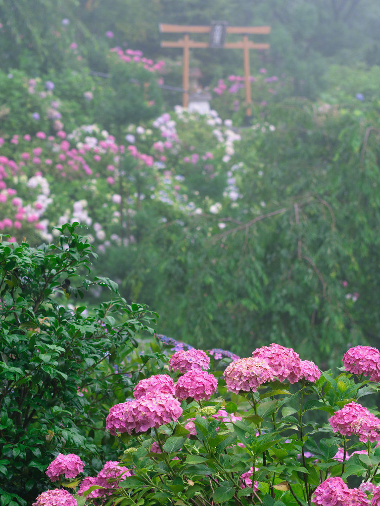 风吹花落花却倚着风像是离别的拖延”