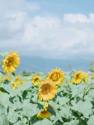 走向清凉夏天