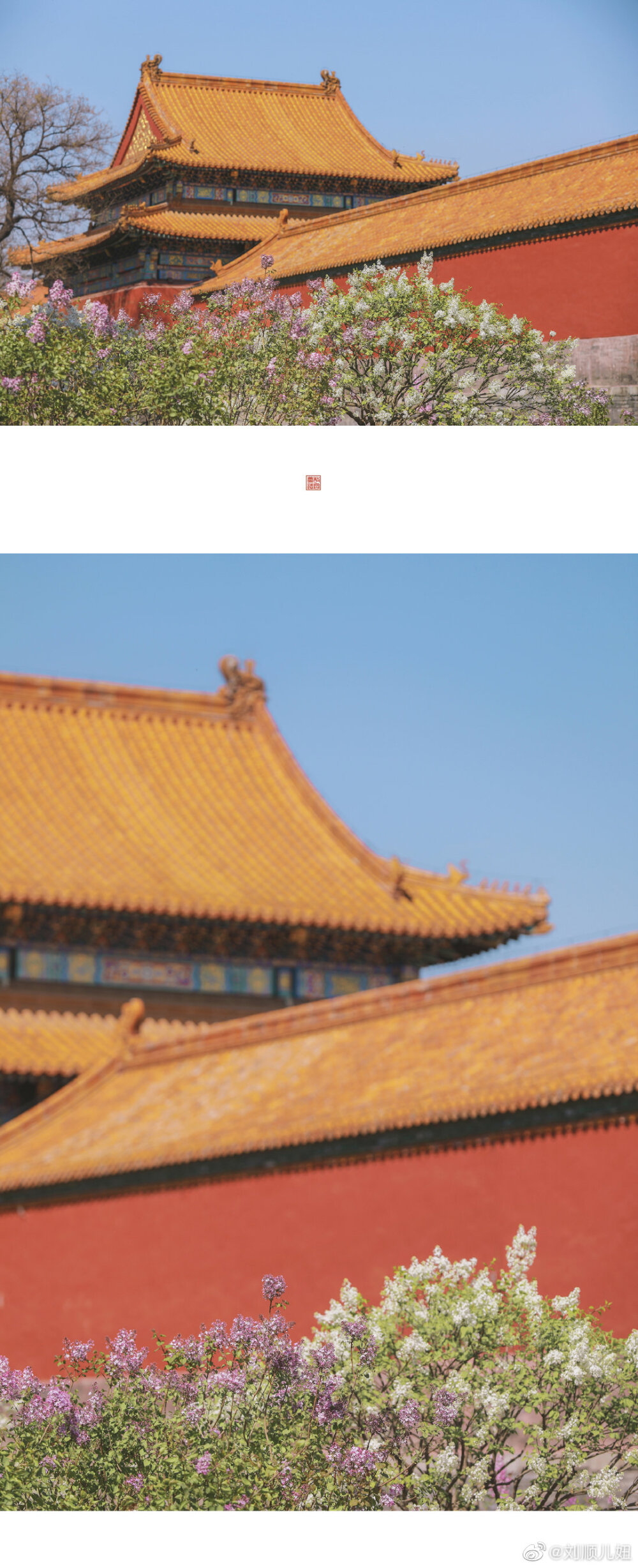 #故宫花谱# · 紫丁香
「春日朱墙琉璃瓦，琉璃叶下吐琼芳」。
颇具园林的雅趣的珍宝馆，是故宫中我最常去也最爱去的地方。春日里，乾隆花园前的一处紫丁香甚是惹眼。不妨以宫门作框，拍摄丁香树的局部——比如探出的几簇花团、垂下的几段花枝，定格下一幅春日的丁香盈梢头。
除了珍宝馆外，你还可以在断虹桥拍到紫丁香掩映中憨态可掬的小狮子；或是去武英殿前拍摄丁香花树与红墙金瓦的遥相辉映。都道丁香结愁绪，“要识愁肠，但看丁香树，渐结尽春梢”。但看着满树紫云一样的丁香花开，我却总心怀喜悦。每到丁香吐芳的时节，闲走在故宫里，风暖夹香，日长无思量。
摄影@刘顺儿妞
#故宫梦远# #你拍过最美的一座城##hi五月##就要这young拍#