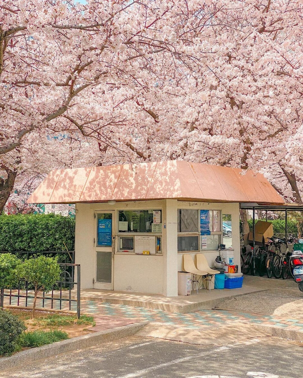 桜の花 ​​