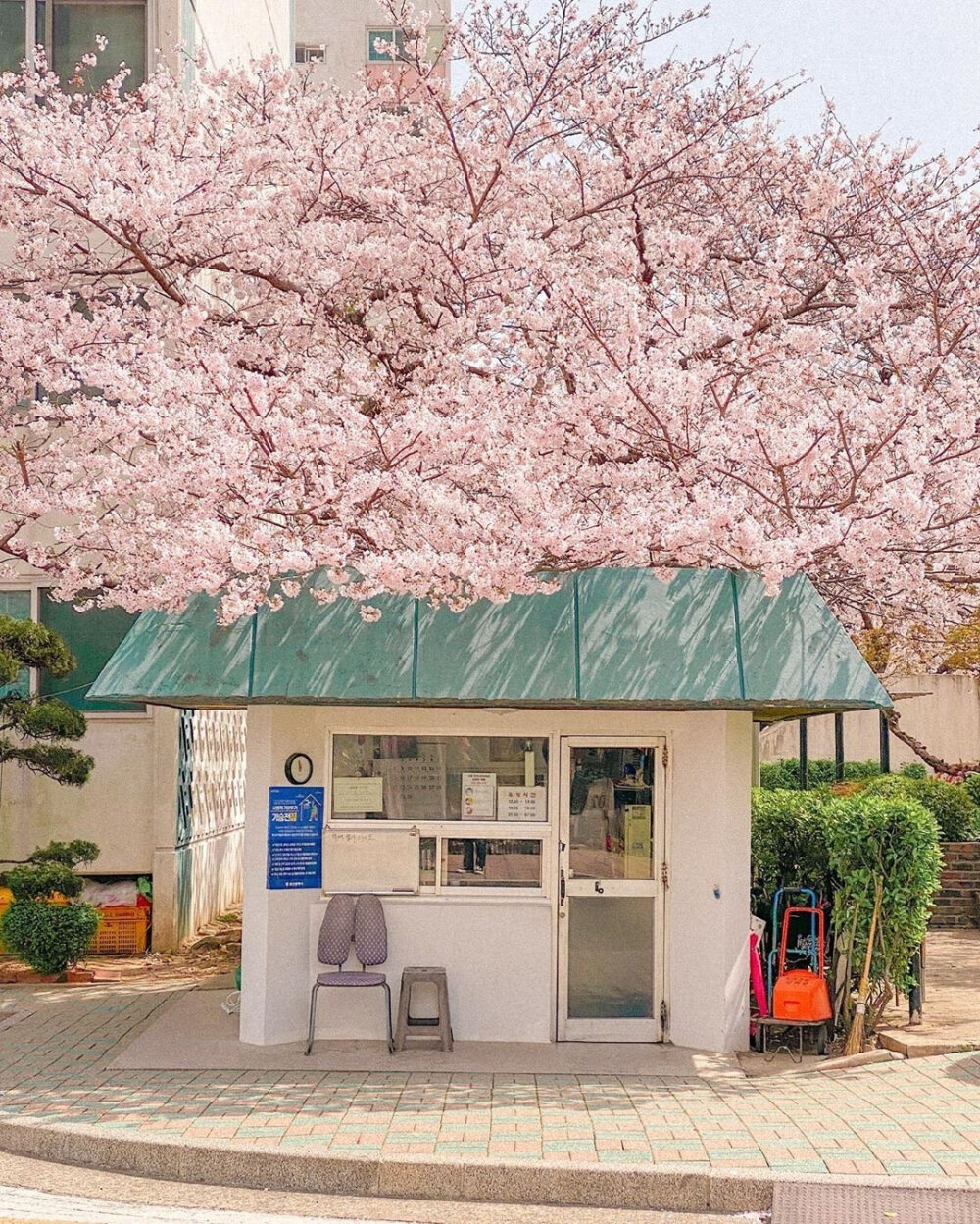 桜の花 ​​