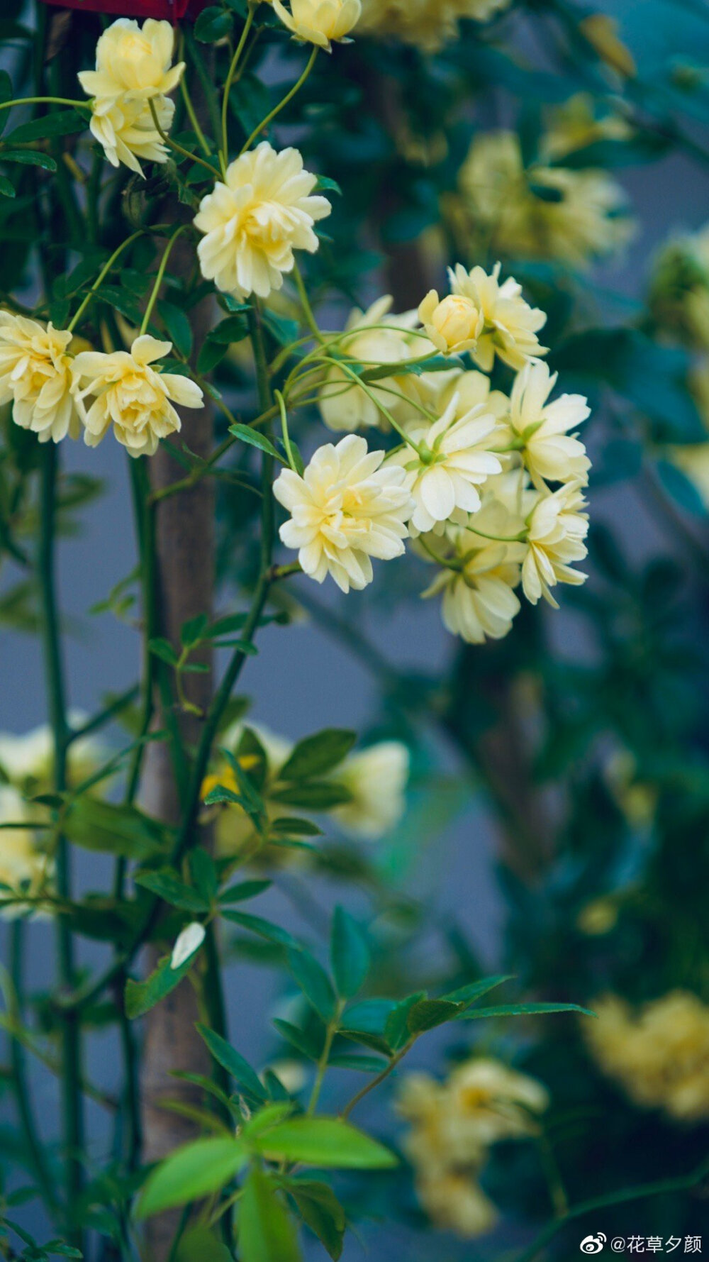 [cp]#植物[超话]#
但愿日子清静，抬头遇见的都是柔情 。
黄木香。
摄影，花草夕颜