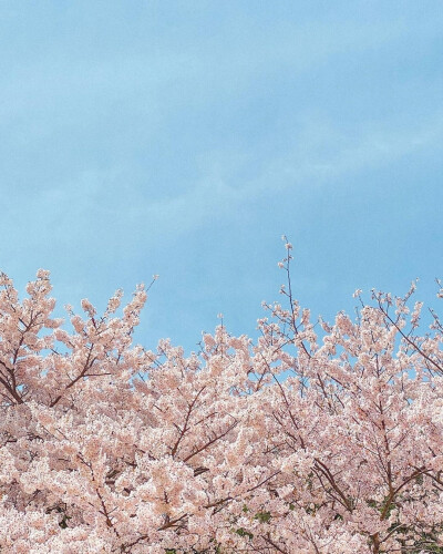 樱花'背景图