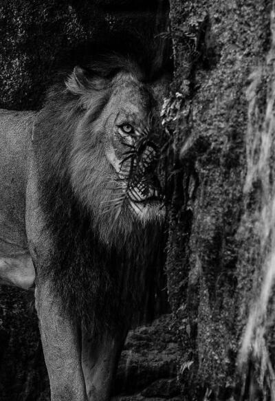 狮子的凝视
我在迈阿密动物园（Miami Zoo）猎游时拍到这张照片。 Photograph by Nelson Rodrigues da Costa