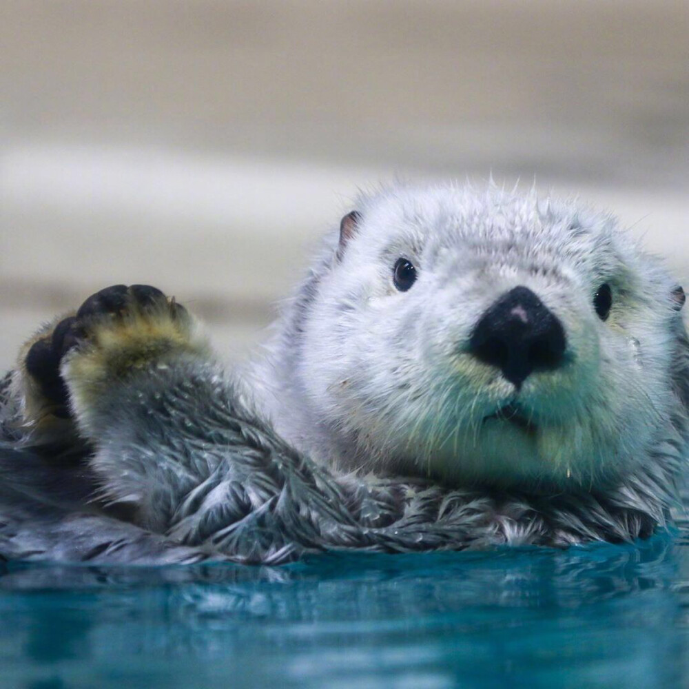 是捂脸小海獭